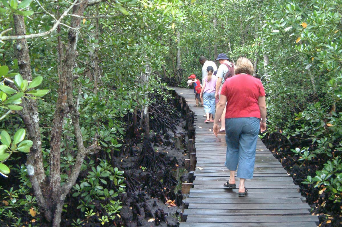 Jozani Forest Walk 3