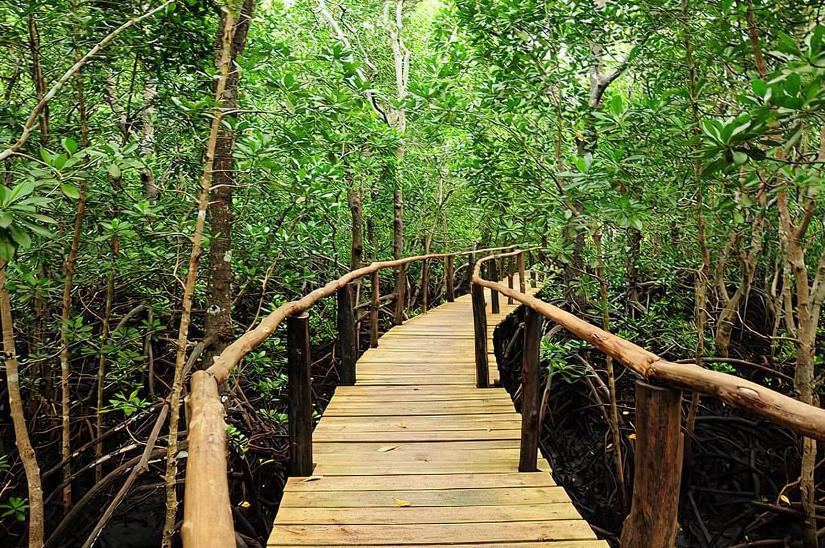 Jozani Forest Walk 6