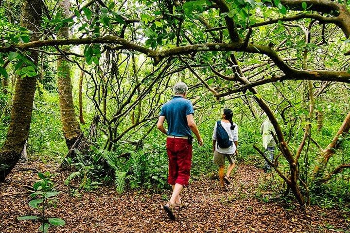 Jozani Forest Walk 11