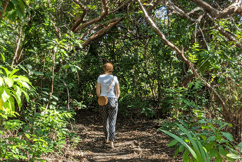 Jozani Forest Walk 13