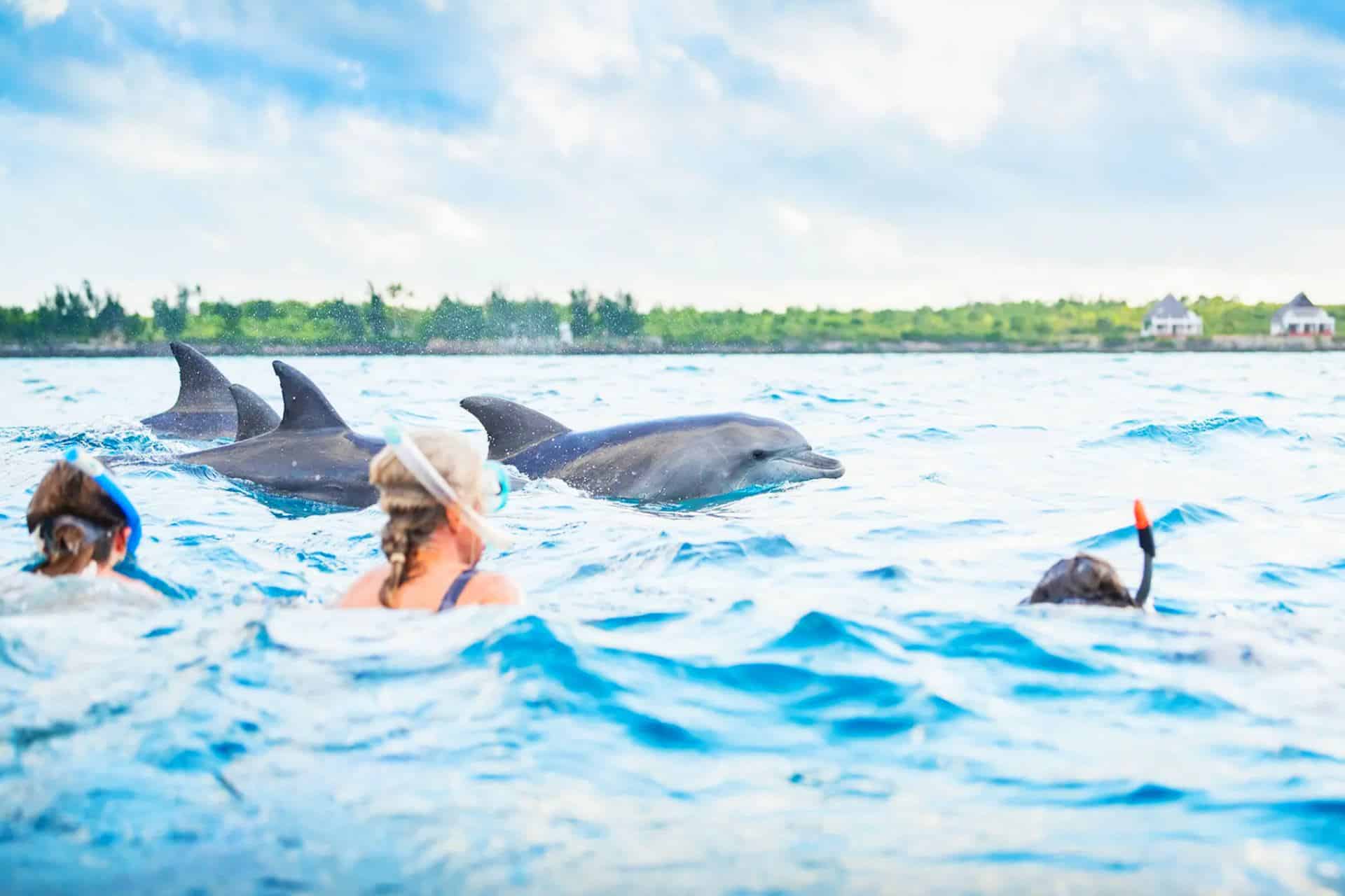 Kizimkazi Dolphin Tour