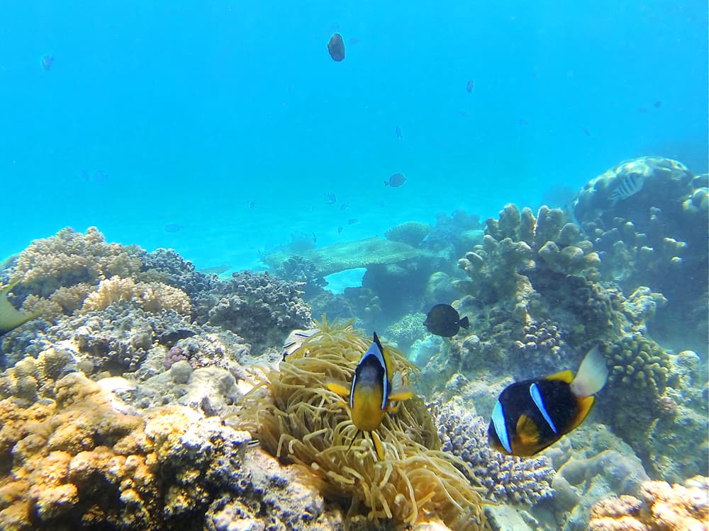 Blue Lagoon Snorkeling 12