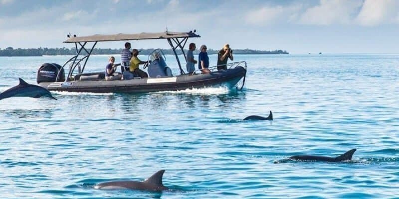 Kizimkazi Dolphin Tour 2