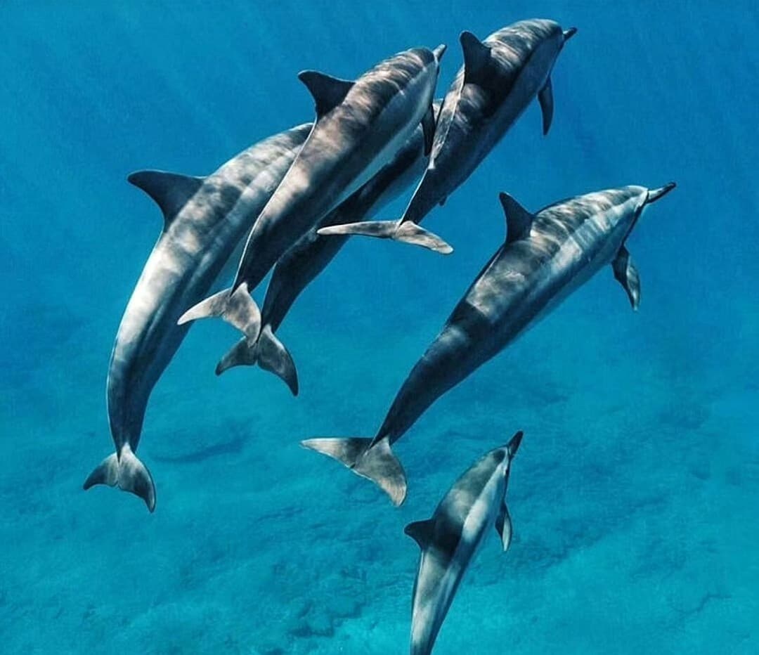 Kizimkazi Dolphin Tour 4