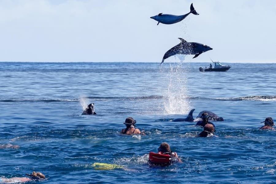 Kizimkazi Dolphin Tour 5