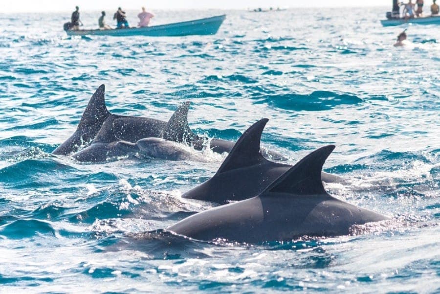 Kizimkazi Dolphin Tour 6