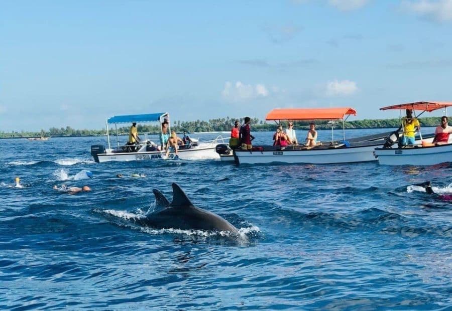 Kizimkazi Dolphin Tour 8