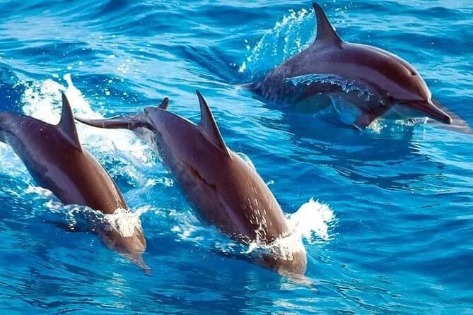 Kizimkazi Dolphin Tour 10