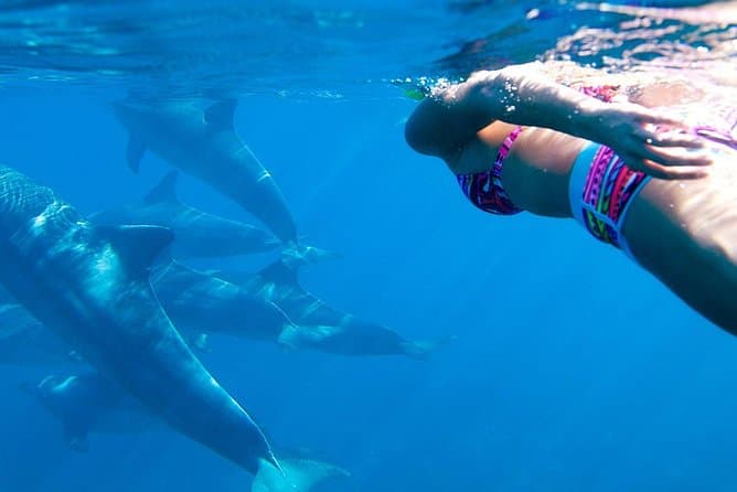 Kizimkazi Dolphin Tour 13