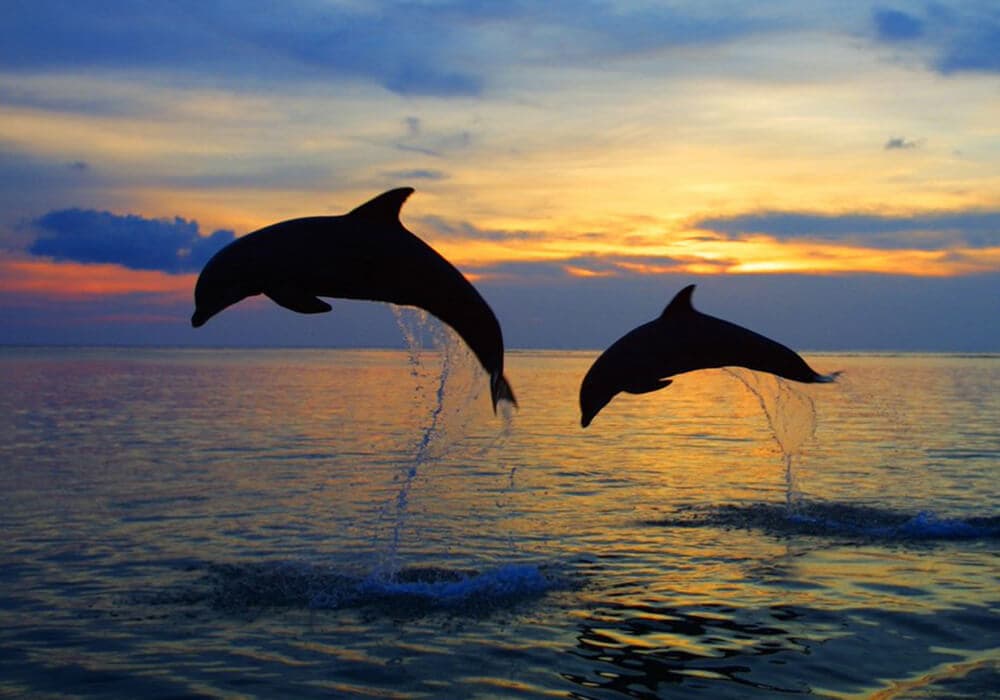 Kizimkazi Dolphin Tour 14