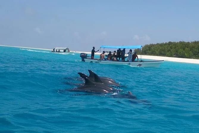 Kizimkazi Dolphin Tour 15