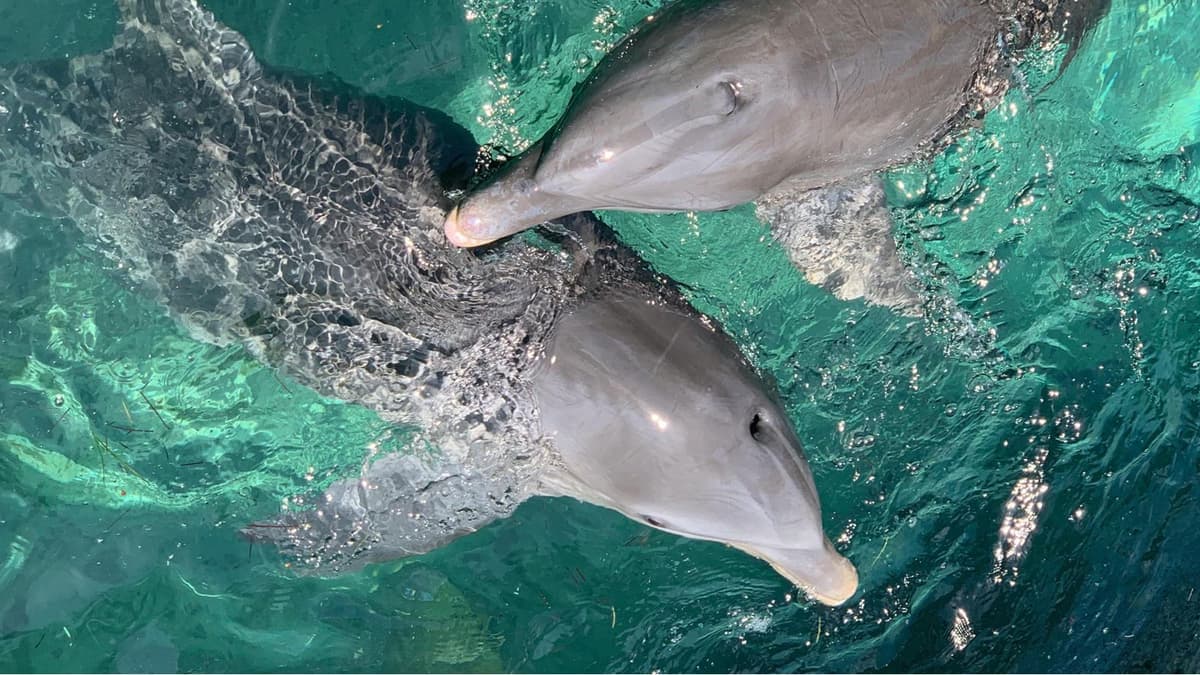 Kizimkazi Dolphin Tour 16