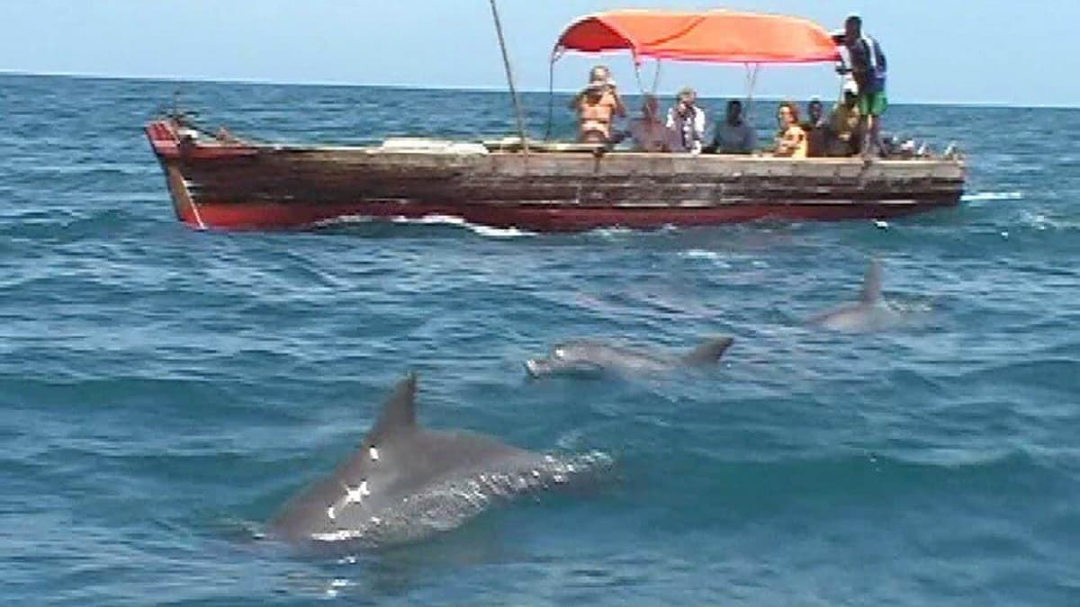 Kizimkazi Dolphin Tour 17