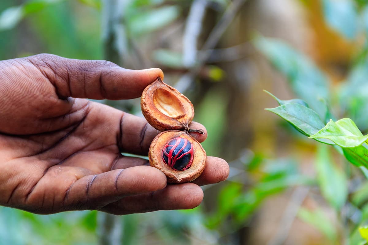Spice Farm Experience 1