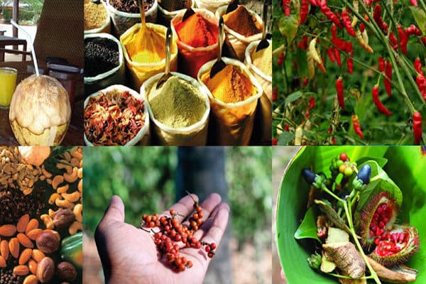 Spice Farm Experience 10