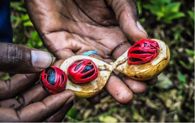 Spice Farm Experience 12